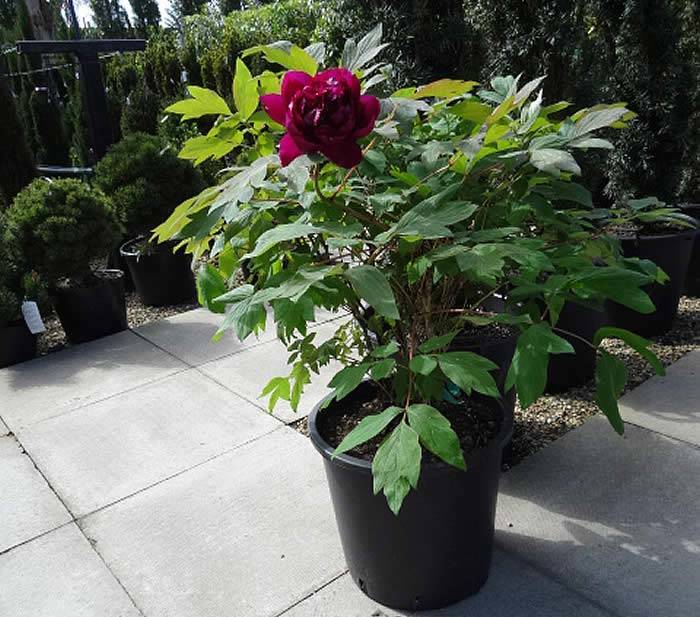Tree Peony in flower
