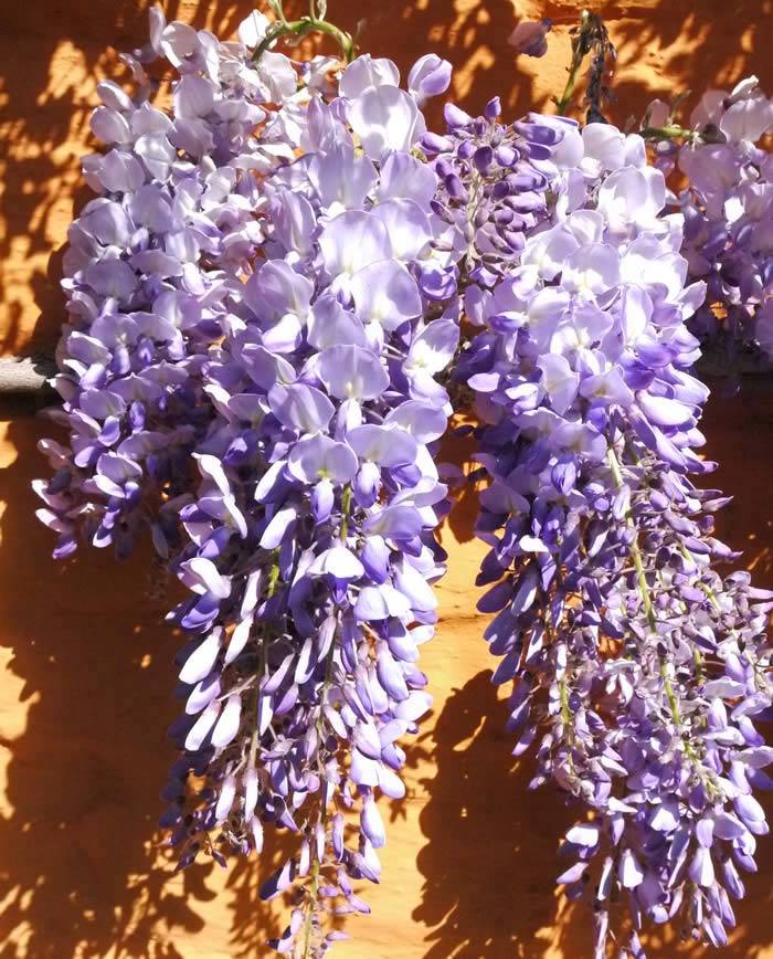 Wisteria in flower