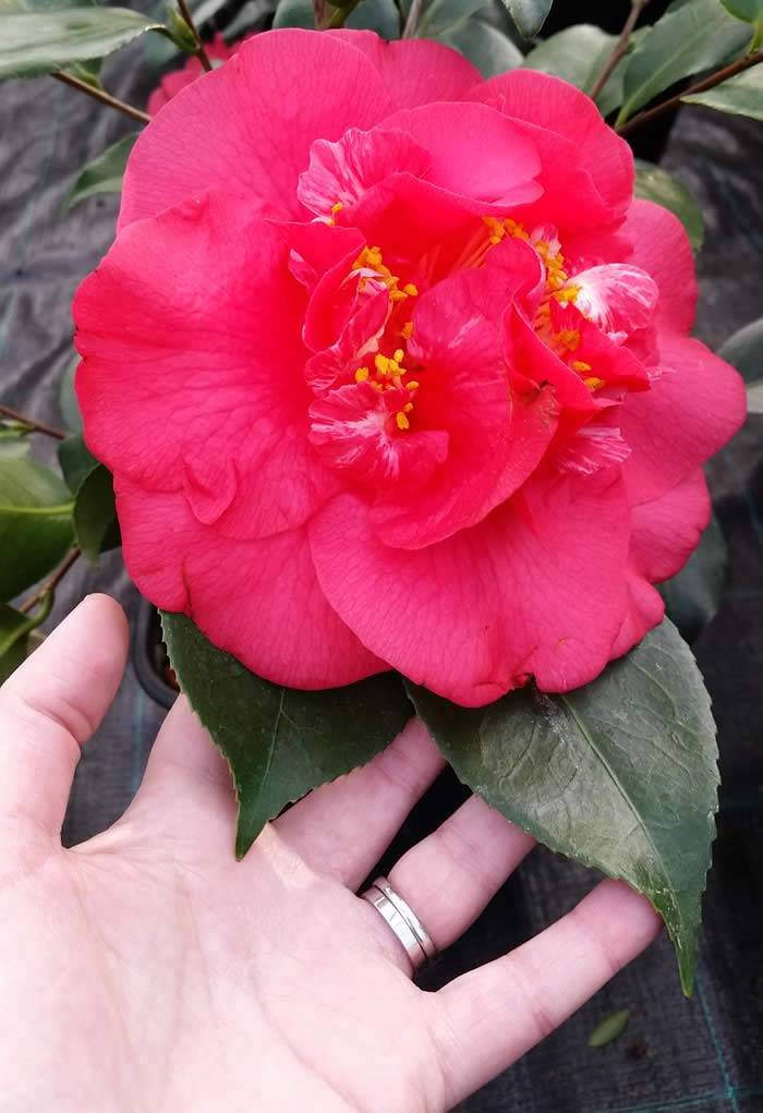 Best Red Camellia Japonica 