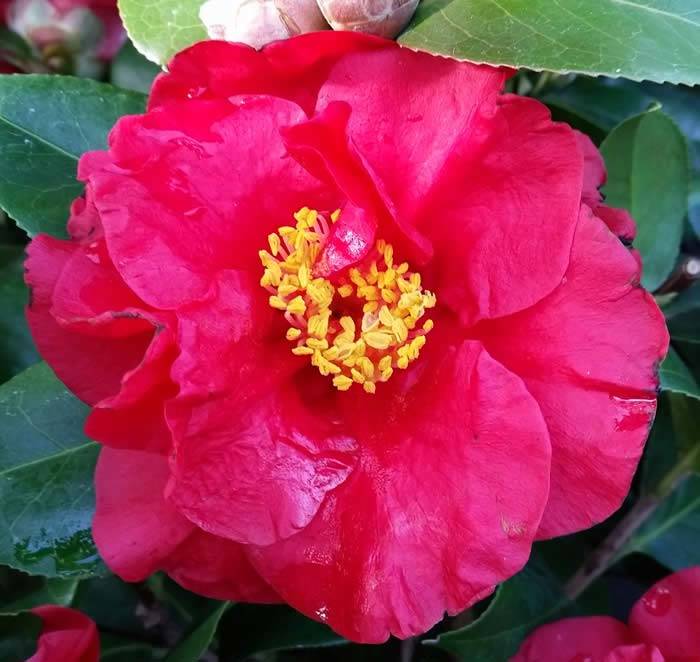 Camellia Japonica Red Varieties - Dr. Burnside in flower