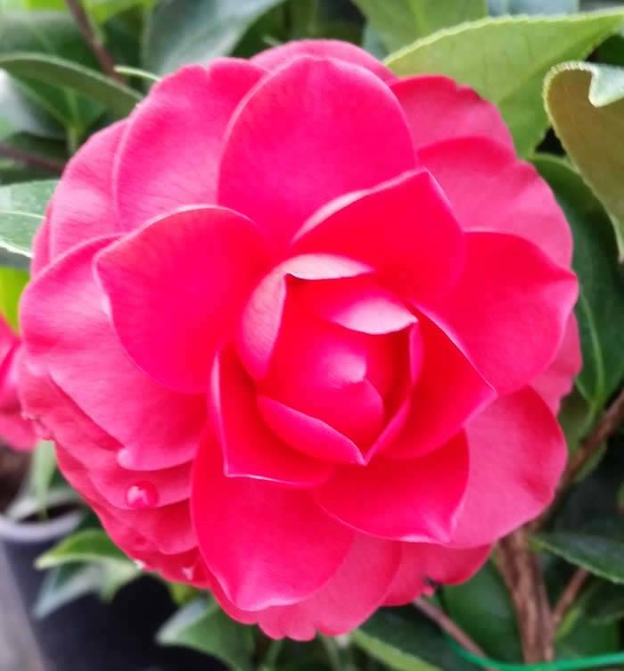Best Red Camellias - Camellia Black Lace