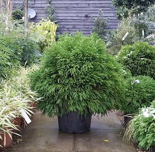 Trending shrubs 2016 - Cryptomeria Japonica or Japanese Cedar, a plant for instant impact