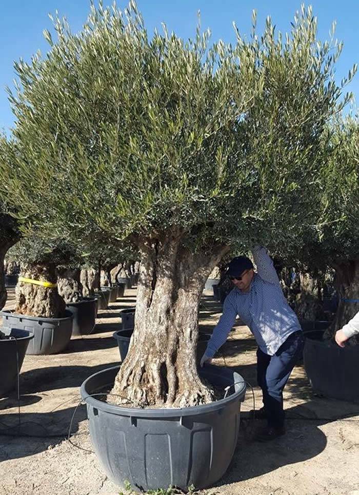 Ancient olive trees, sizes up to 2 metres with very thick trunks