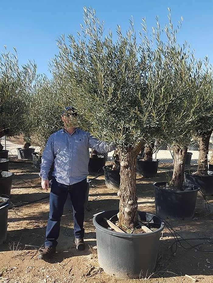 Ancient olive trees in what we call Garden Bonsai shape