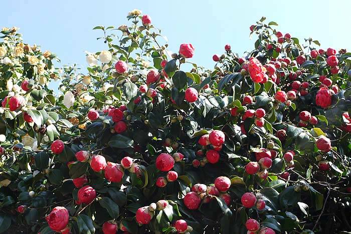 Camellia Japonica Red Varieties
