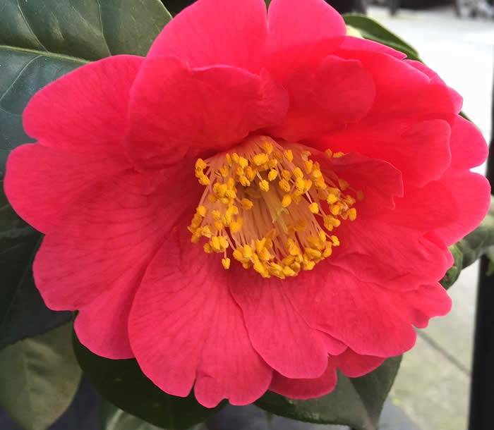 Camellia Japonica flowering now