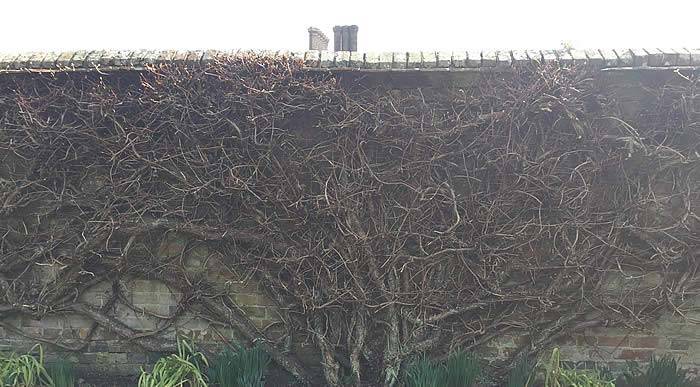 Climbing Hydrangea Petiolaris 