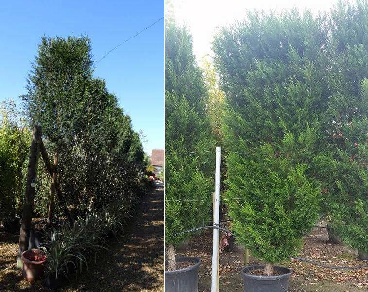 Leyland Cypress Pleached Trees for sale UK