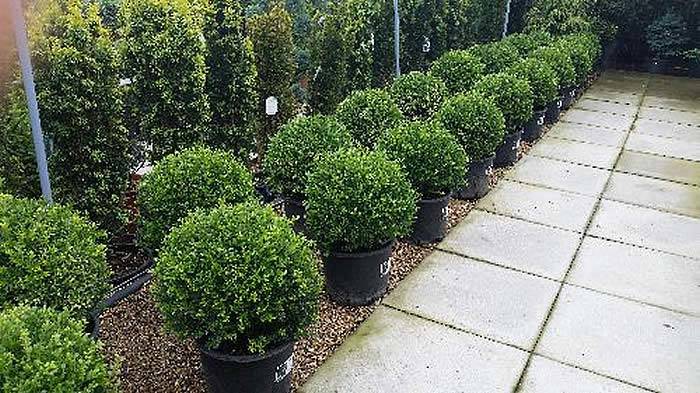 Alternative to Box Hedge or Topiary - Ilex Crenata Topiary Balls