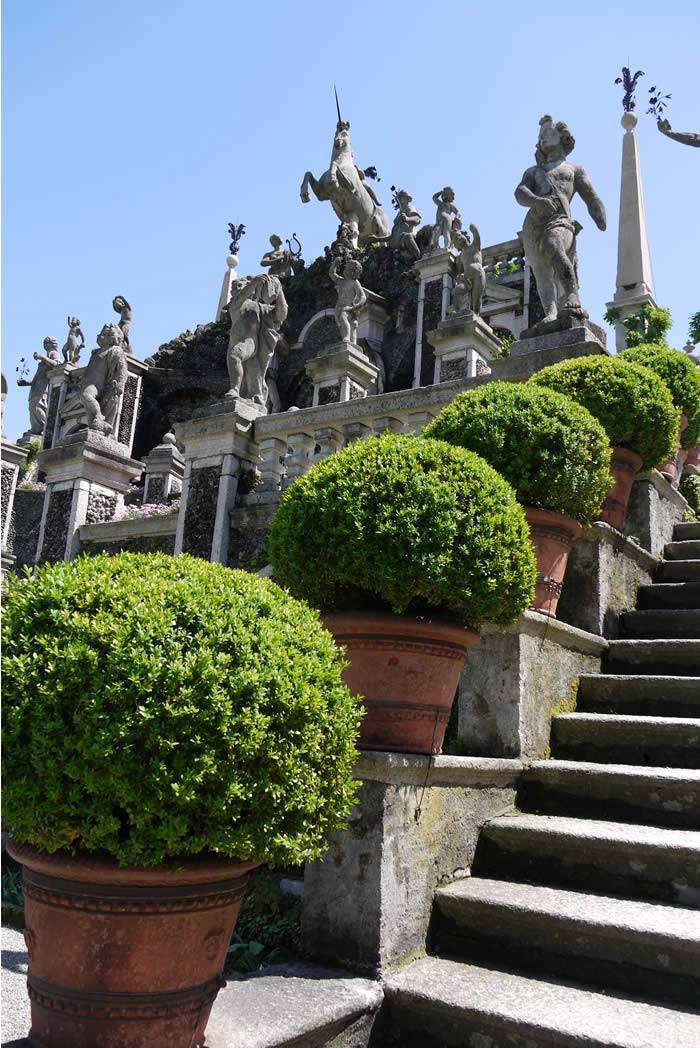 Alternative to Box Hedge and Box Topiary - Ilex Crenata Japanese Holly