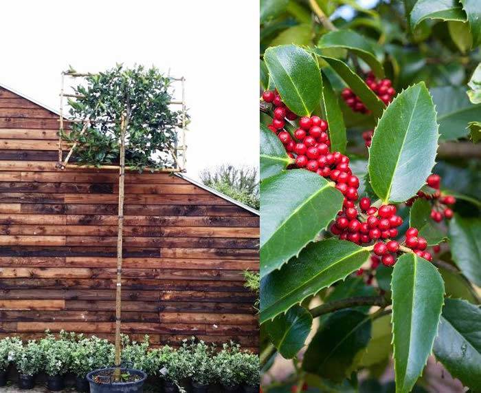 Ilex X Koehneana Chestnut Leaf Holly Pleached Tree for sale UK