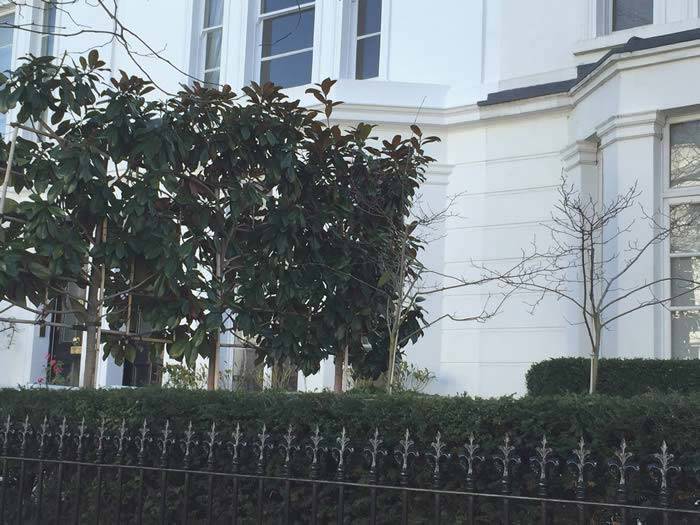 Buy Pleached Trees Online - Magnolia Grandiflora Pleached Trees