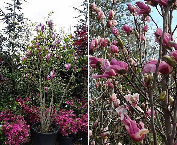 Trending shrubs 2016 - Magnolia Susan