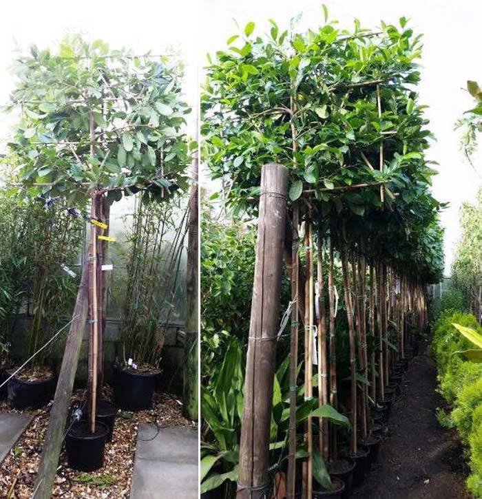 Buy Pleached Trees Online - Pleached Cherry Laurel trees with UK wide delivery