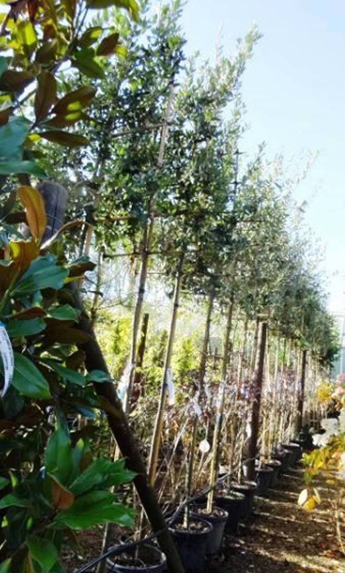 Pleached Quercus Ilex trees for sale UK