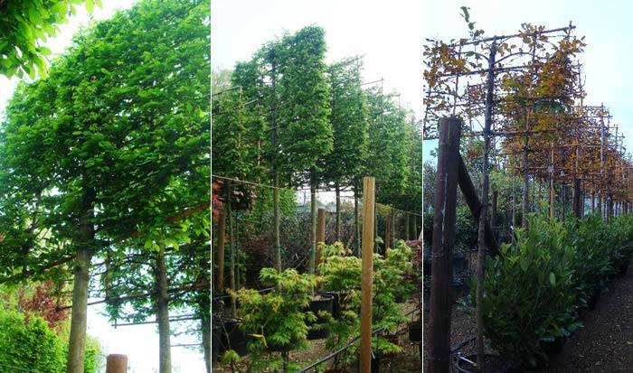 Buy Pleached Trees Online - Pleached Hornbeam trees for sale online UK delivery