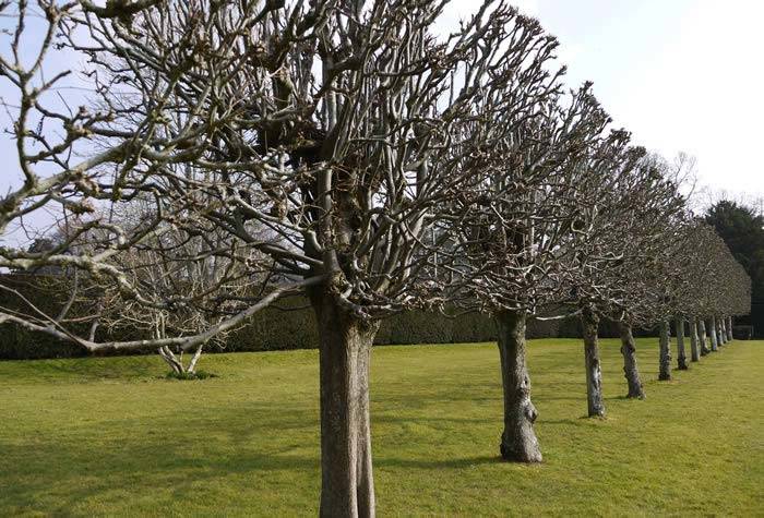 A perfect line of Pleached Lime Trees at Bateman's House