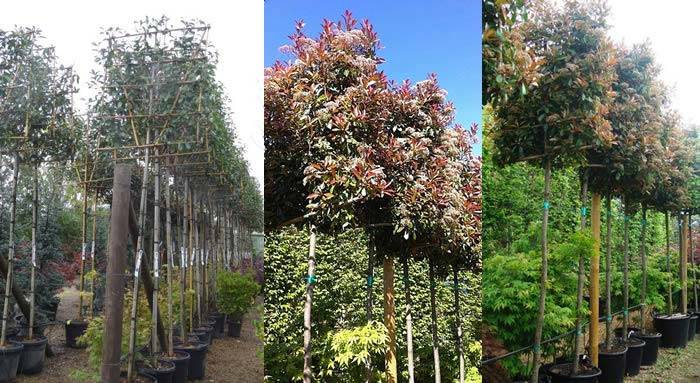 Buy Pleached Trees Online - Photinia Red Robin Pleached Trees