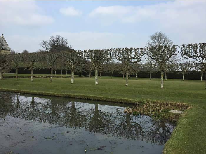 pleached trees