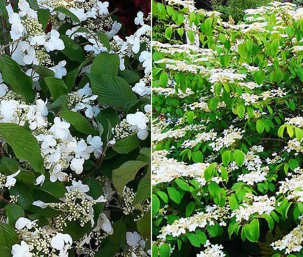 Trending shrubs 2016 - Viburnum Plicatum Mariesii