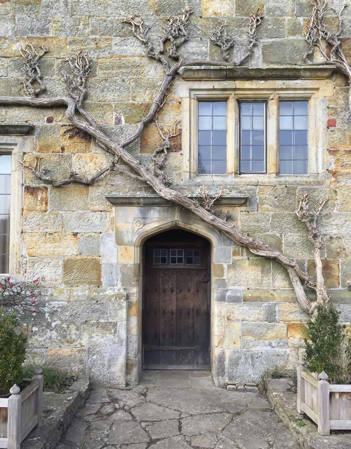 Wisteria Sinensis climbs along one sunny wall 