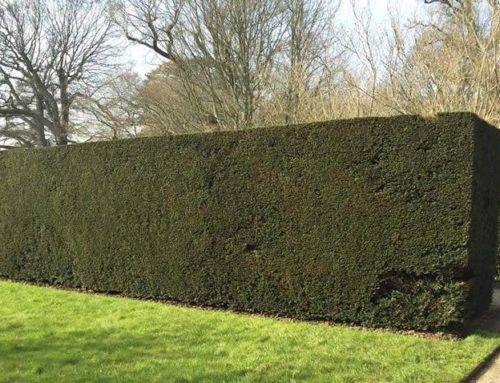 Amazing Yew Hedging Rootball Offers – Buy 10 root balled, save £££s