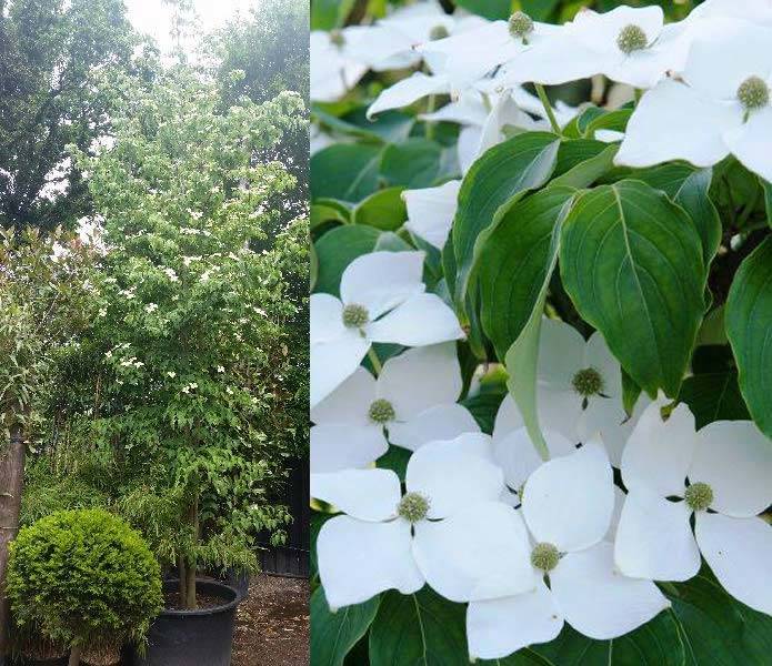 Cornus Kousa - Chinese Dogwood tree, buy UK