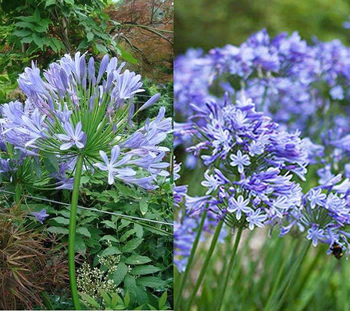Blue Flowering Agapanthus buy online UK