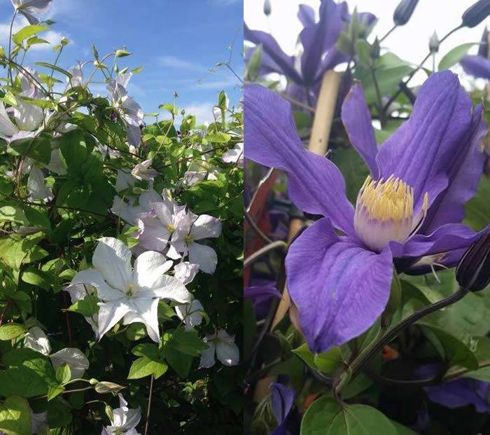 Blue Flowering Clematis climbers, for sale UK