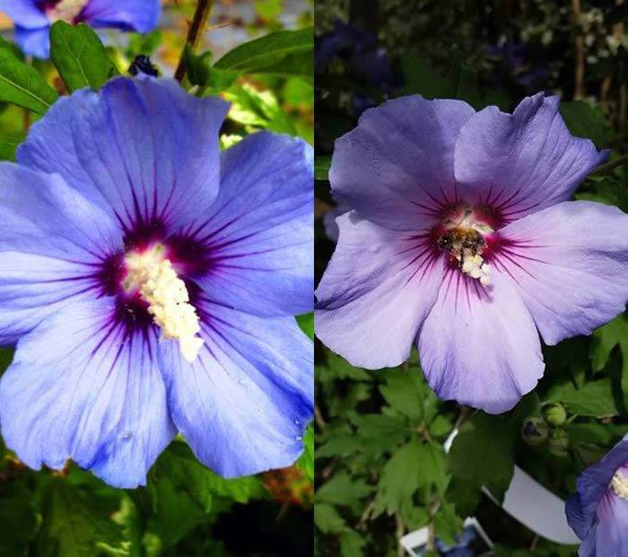 Blue Flowering Hibiscus for sale UK