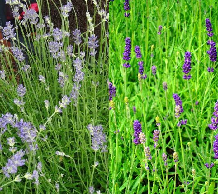 Blue Flowering Lavender - Highly Fragrant and perfect for low growing hedges, buy UK