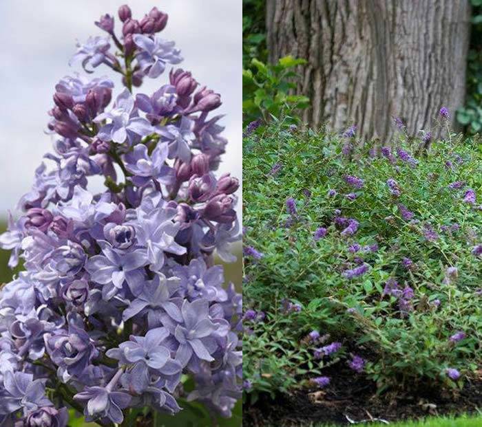 Blue Lilac and Buddleia Blue Chip, blue flowering shrubs for sale UK