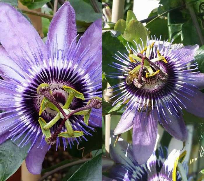 Blue Flowering Passiflora - Passion Flower Climber, buy UK