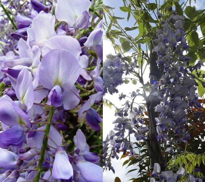 Blue Flowering Wisteria Climbers , buy online UK