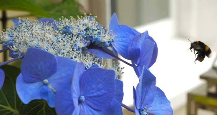 Blue Flowering Shrubs Attract Pollinators, buy UK