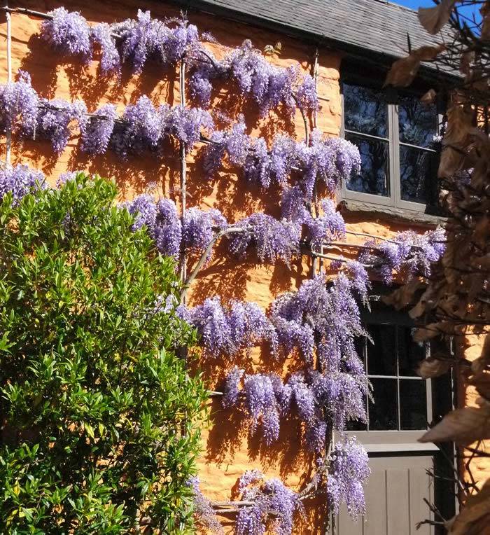 Blue Flowering Wisteria Climber trained against a sunny wall