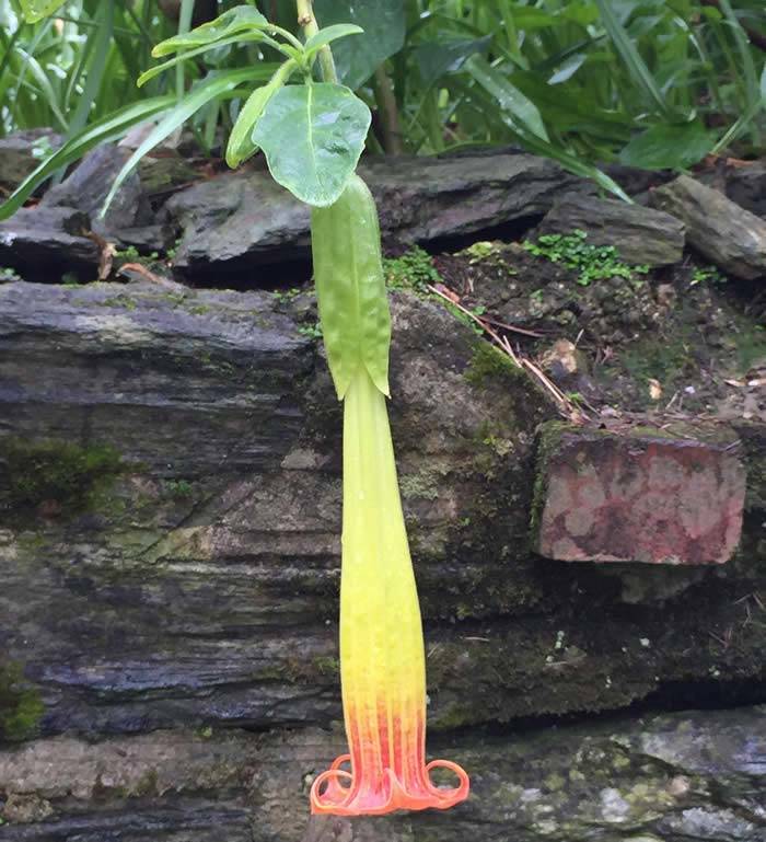 Brugmansia Sanguinea - Angel's trumpet flower