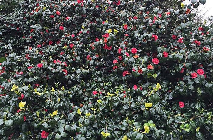 Camellias in Britain – an informal history