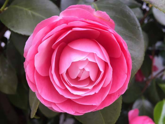 Camellia Japonica Elegans