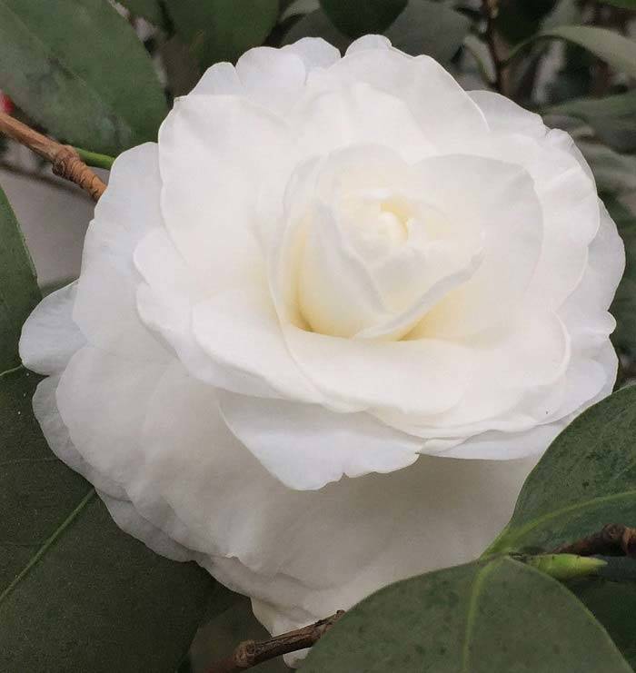 Camellia Japonica Alba Plena in the Conservatory at Chiswick House London 