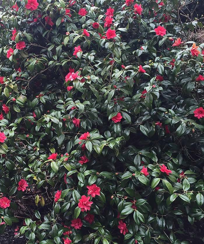 Mature Camellia Bush
