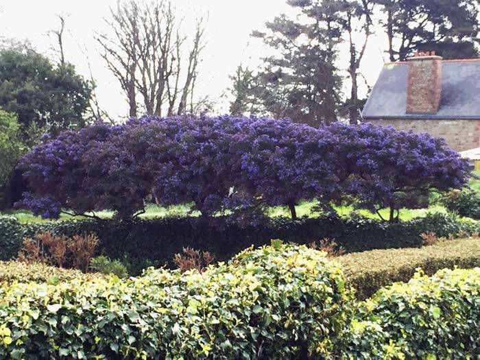 Ceonothus Grown as an above wall hedge