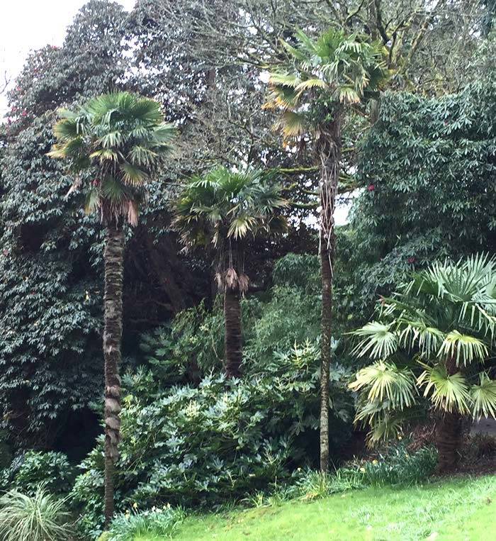 Trachycarpus Fortunei - Chusan Palms, for sale online UK