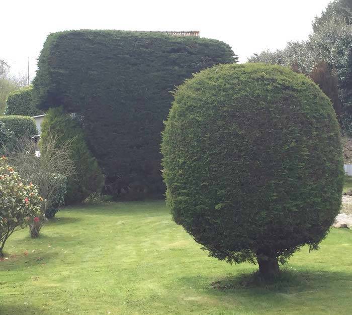 Super Fast Growing Leylandii Ornamental Hedging, buy UK