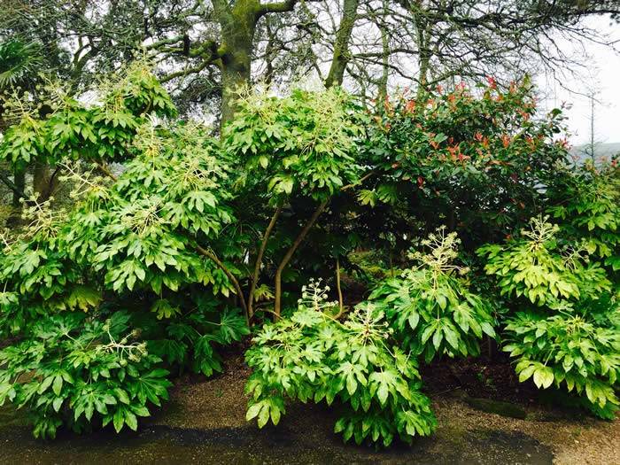 Gigantic Fatsia Japonica and Photinia Red Robin in the Woodland Garden