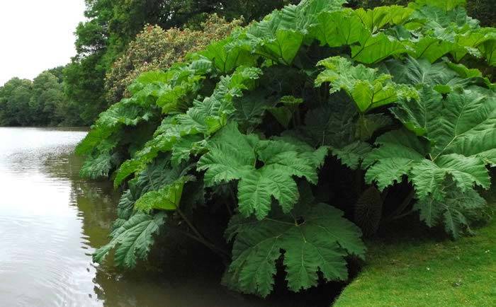 Gunnera Manicata, also known as giant rhubarb, buy online UK