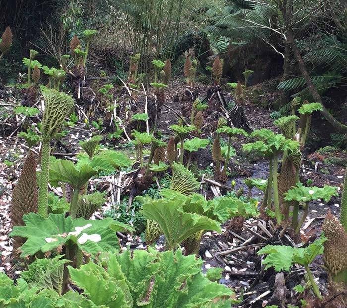 Gunnera Manicata leaves emerging in Springtime, buy UK