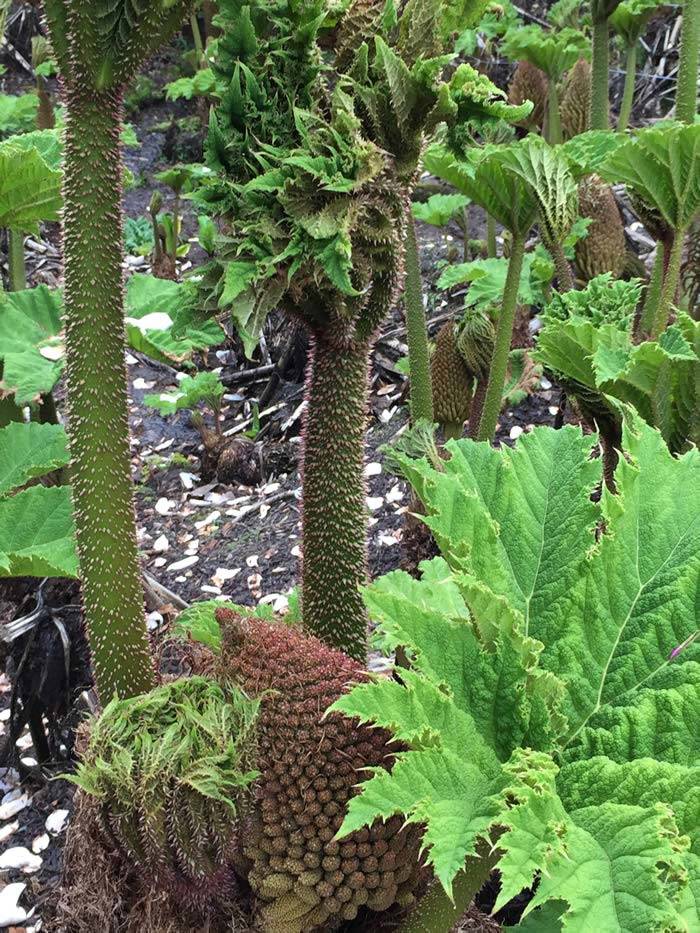Gunnera growth in Spring, for sale online UK