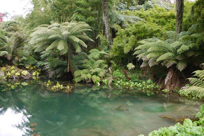 Gunnera Manicata growing at the edge of a pond in the UK