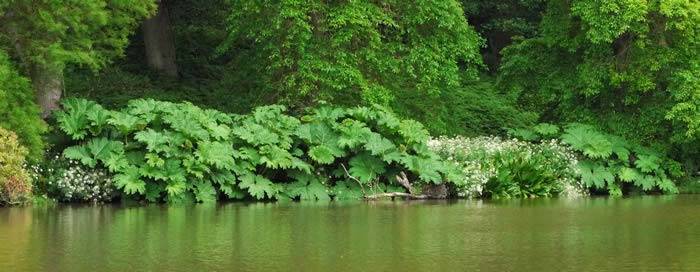 Gunnera Manicata for planting next to water, buy UK